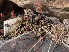 Sedum obtusatum