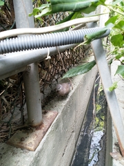 Streptopelia tranquebarica