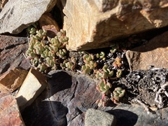Sedum obtusatum