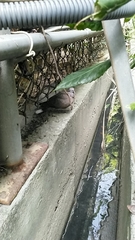 Streptopelia tranquebarica