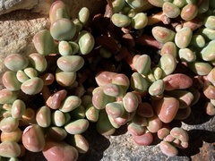 Sedum obtusatum
