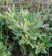 Fraxinus pennsylvanica lanceolata