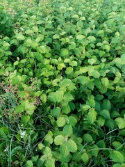 Cornus sanguinea australis