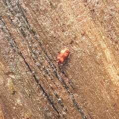 Lemodes coccinea