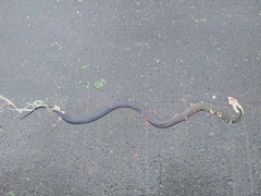 Coelognathus flavolineatus