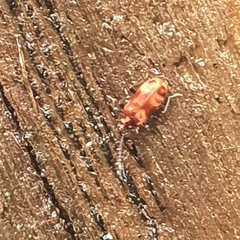 Lemodes coccinea