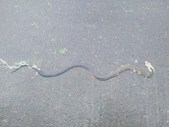 Coelognathus flavolineatus