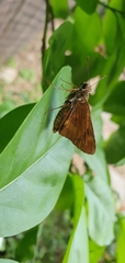 Cephrenes augiades