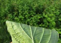Cornus sanguinea australis