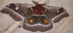 Bunaea alcinoe