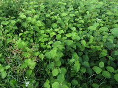 Cornus sanguinea australis