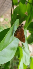 Cephrenes augiades