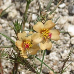 Portulaca suffrutescens
