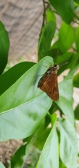 Cephrenes augiades
