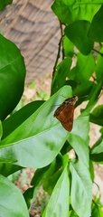 Cephrenes augiades
