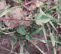 Melochia corchorifolia