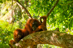 Pongo abelii