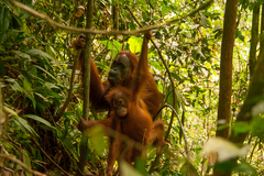 Pongo abelii