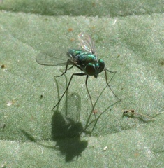 Condylostylus armipes