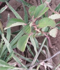 Melochia corchorifolia