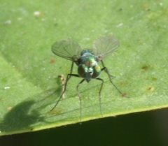 Condylostylus armipes