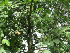 Pyrus communis communis