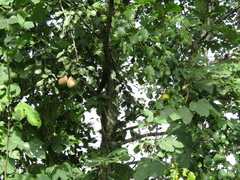 Pyrus communis communis