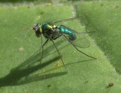 Condylostylus armipes