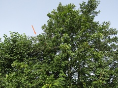 Pyrus communis communis