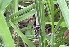 Chrysodeixis argentifera