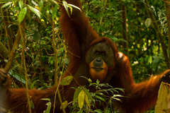 Pongo abelii