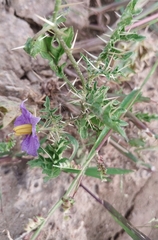 Solanum virginianum