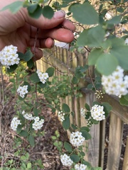 Spiraea cantoniensis