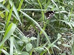 Euploea core corinna