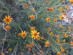 Sidneya tenuifolia