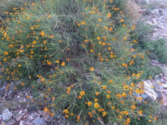 Sidneya tenuifolia