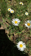 Brachyscome diversifolia