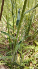 Brachyscome diversifolia