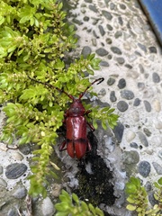 Dicelosternus corallinus