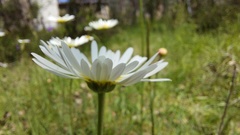 Brachyscome diversifolia