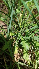 Brachyscome diversifolia