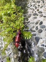 Dicelosternus corallinus