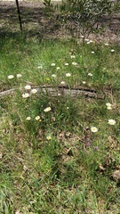 Brachyscome diversifolia