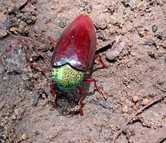 Sternocera chrysis