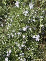 Prostanthera