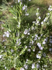 Prostanthera