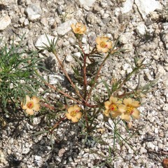 Portulaca suffrutescens