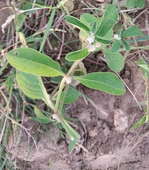 Alternanthera sessilis