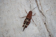 Leprus