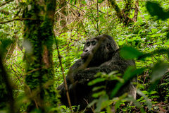 Gorilla beringei beringei